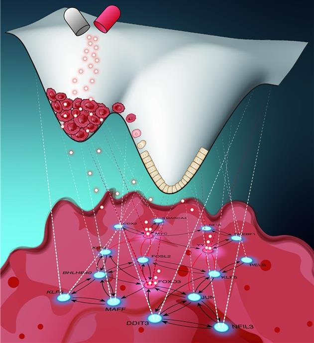 연구결과 모식도. KAIST 연구진은 시스템생물학 접근으로 대장암세포를 정상세포로 되돌리는 핵심 분자스위치 발굴 원천기술을 개발하고 실제 효과를 분자세포실험으로 검증했다.