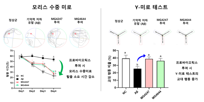 모리스 수중미로 테스트와 단기 기억효과를 확인하기 위한 Y-미로 테스트 결과(사진=메디오젠)