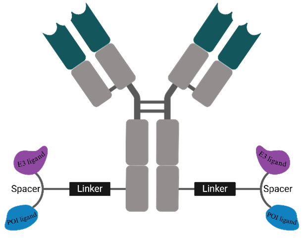 항체·분해약물접합체(DAC) 구조도(자료=와이바이오로직스)