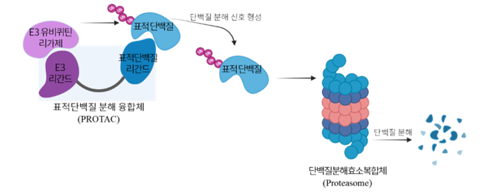 표적단백질분해(TPD) 기술을 활용한 단백질 분해 기전 예시(자료=와이바이오로직스)