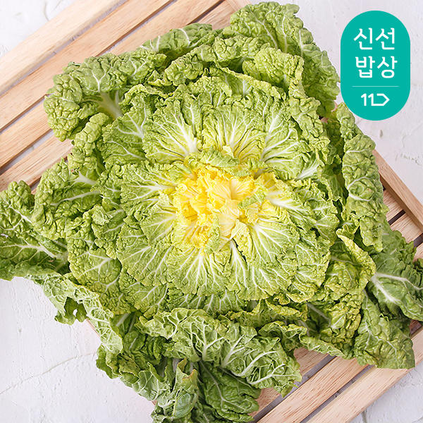 해남 제철봄동