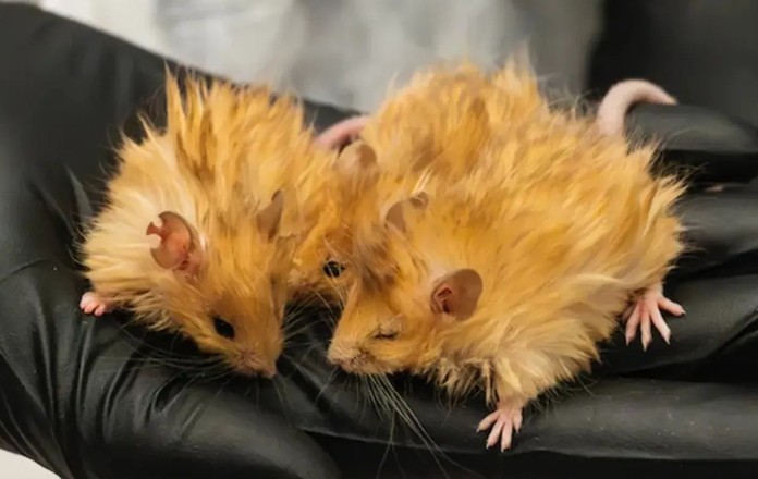 유전자 변형으로 태어난 털복숭이 쥐. 사진=Colossal Biosciences
