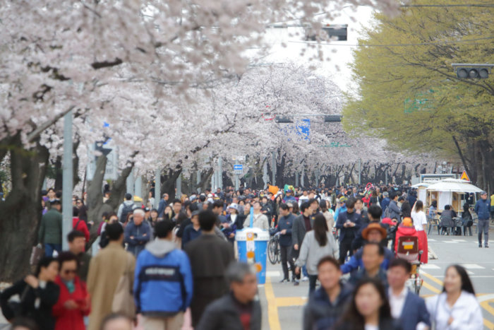서울 여의도 봄꽃 행사 과거 현장 모습.  영등포구 제공