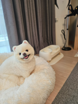 [펫가족 여행박람회] 더앤리조트, '더앤 펫츠룸' 소개