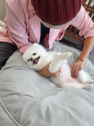 노견 건강마사지