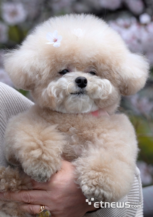 [포토] 반려견과 벚꽃 구경