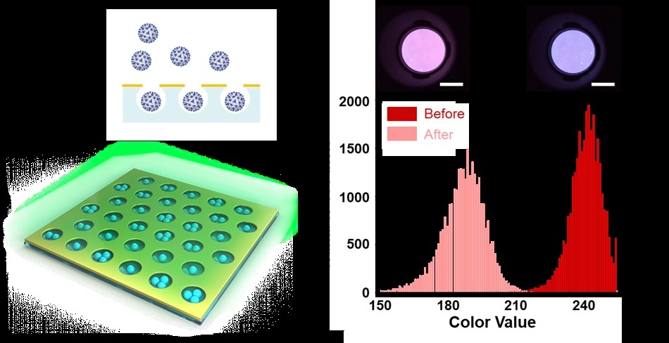 바이러스에 의해 색이 변하는 나노팟 센서의 원리와 실험 결과(제공 호서대)