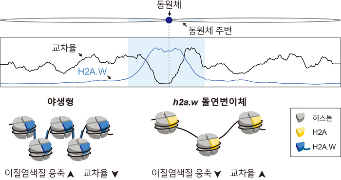 야생형에서는 H2A.W가 동원체 주변 영역의 이질염색질 응축을 유도하여 교차를 제한하고, h2a.w 돌연변이체에서는 이질염색질 응축이 느슨해지면서 교차가 증가한다.