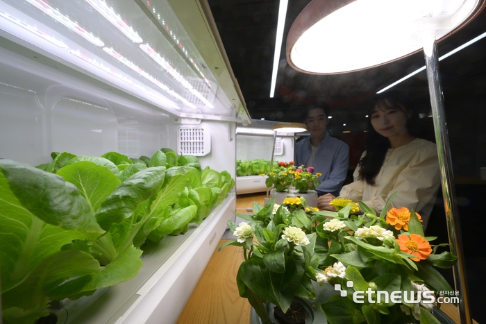 [포토] 식물재배기로 꽃과 쌈채소 키워요