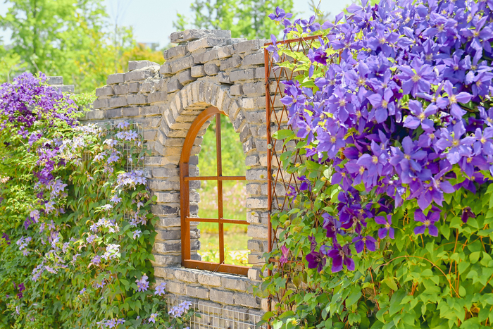 한국수목원정원관리원, '2025 꽃, 하늘을 날다!' 클레마티스 전시
