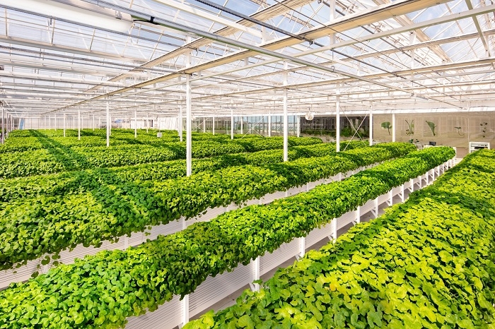 제주 리만팜 내부 모습. 사진=리만코리아