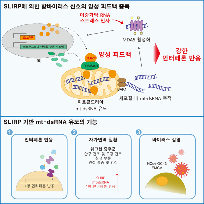 슬러프(SLIRP) 단백질에 의한 항바이러스 신호증폭 모식도