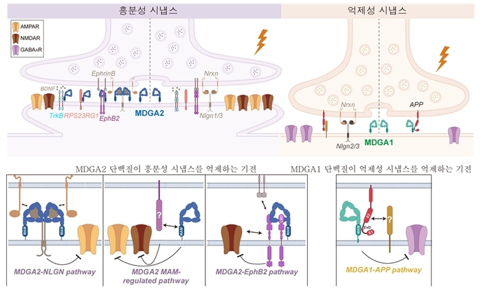 MDGA2 단백질이 EphB2-ephrinB 신호체계를 교란해 흥분성 시냅스 내 NMDA 글루타메이트 수용체 기능을 저해하는 분자 모델 이미지