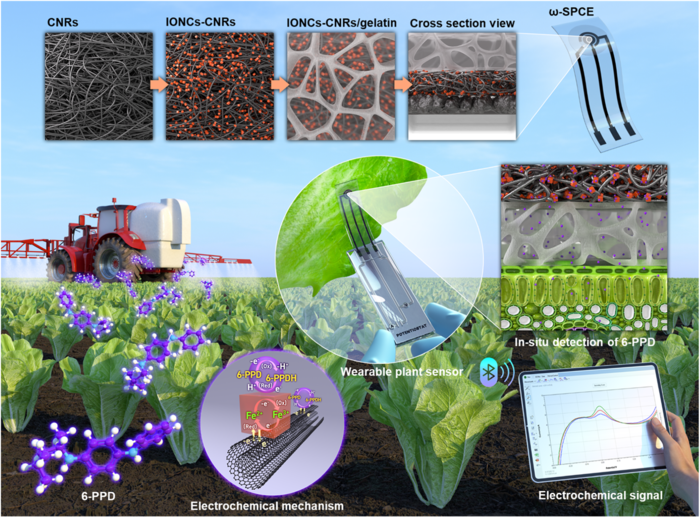 독성연이 개발한 6-PPD 감지 웨어러블 식물 센서 모식도