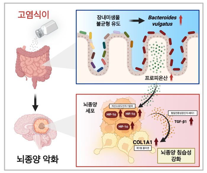 짠 음식이 뇌종양 악화...KAIST, '세계 최초' 유발 원인 규명