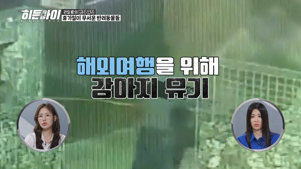 '히든아이' 박하선, 휴가철 '반려동물' 버리는 잔혹함에 격분