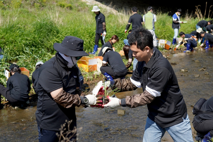 어플라이드 임직원들이 하천 생태계 복원을 위해 수질정화식물을 식재하고 있다. (사진=어플라이드 머티어리얼즈 코리아)