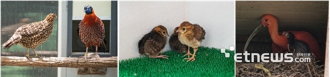 왼쪽부터 홍주계 한쌍 모습,  지난 5월 부화에 성공한 홍주계 새끼 모습,  홍따오기 성조와 부화한 새끼 모습.