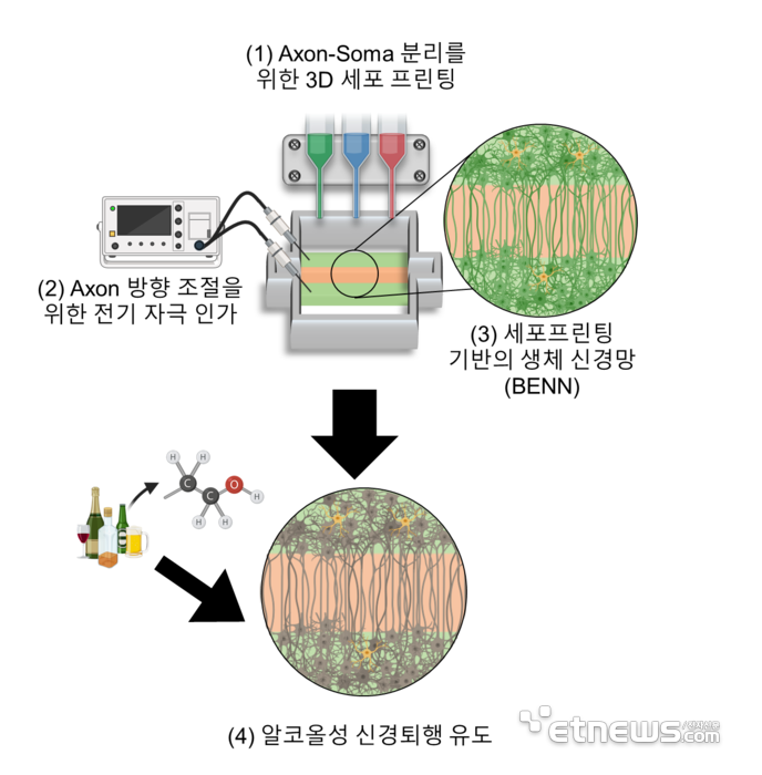3차원 바이오프린팅과 전기 자극을 이용한 BENN 응용에 대한 모식도