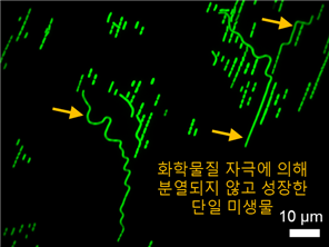 식품연, 미생물 이동·증식·유전자발현 조절하는 '주름 표면' 개발