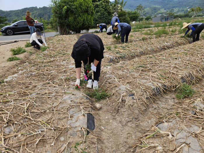 전남바이오진흥원 그린바이오본부 식품센터 직원들이 양파 밭에서 값진 구슬땀을 흘리며 농촌 일손 돕기 봉사활동을 벌이고 있다.
