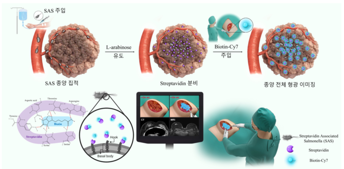 빛 발산 박테리아를 활용해 수술하는 방법을 그림으로 설명한 것