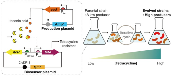 바이오센서(점선 안)를 삽입한 대장균과 이타콘산을 잘 만드는 대장균 배양 이미지
