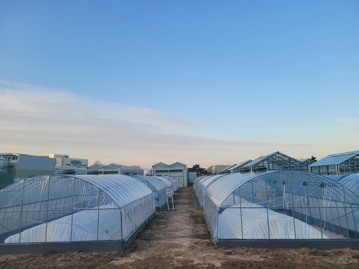 국산 PO 필름을 활용한 참외하우스.(사진=농촌진흥청)