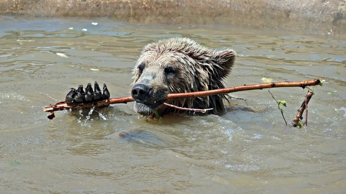 지난 23일(현지시간) 영국 동물원을 탈출한 불곰 미슈. 사진=와일드우드 데번