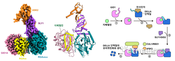 초저온전자현미경으로 분석한 DELLA 단백질 복합체의 밀도 분포도(왼쪽)와 모델 구조(가운데). 지베렐린에 의한 단계적 단백질 안정화와 DELLA 단백질 분해 모델(오른쪽)