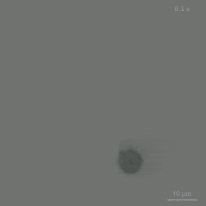 세포로봇 이동 10배속 동영상