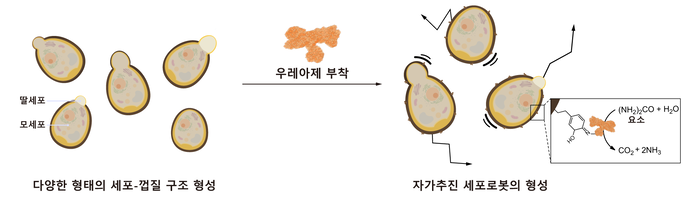 자가추진 세포로봇 형성과정 도식