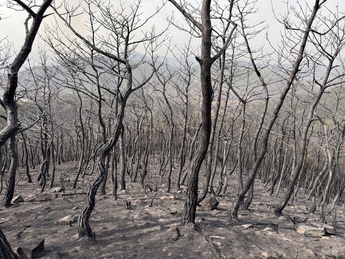 경북 의성 산불 피해 현장 / 국립산림과학원