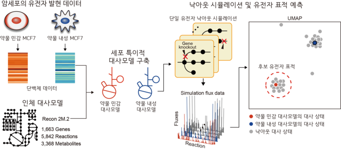 약물 민감화 유전자 표적을 예측하는 대사 네트워크 모델 기반 방법론 모식도