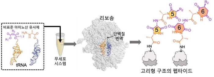 무세포 단백질 합성 시스템에서 리보솜을 활용한 고리형 펩타이드 도입 과정의 모식도