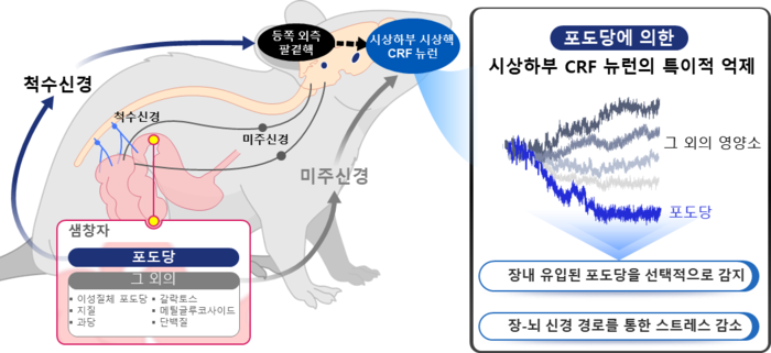 CRF 뉴런의 특이적인 포도당 반응에 대한 모식도