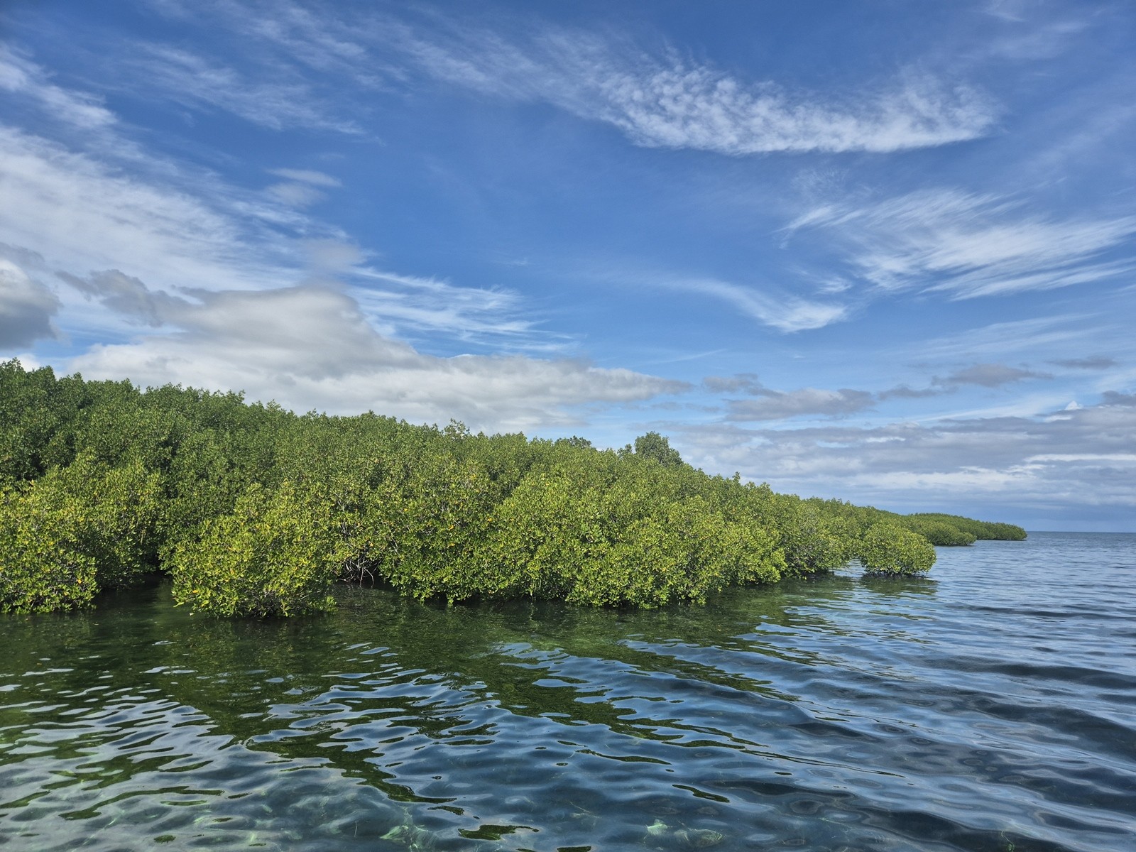 사진= 맹그로브숲