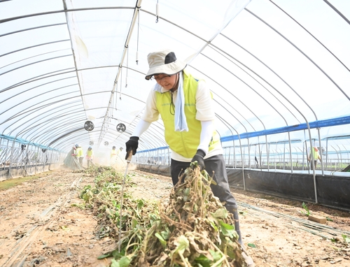23일 집중호우로 피해를 입은 충남 예산군에서 송춘수 농협손해보험 대표가 침수 농작물 폐기 작업을 하고 있다.(사진=농협손해보험)