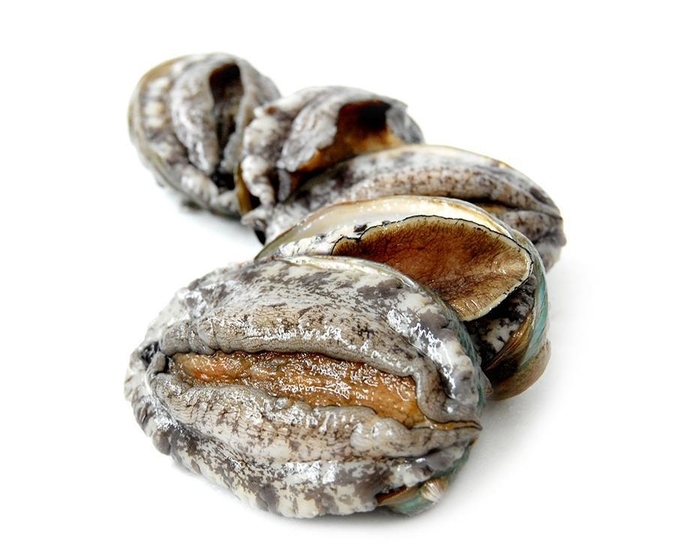 바다소풍 완도 활전복