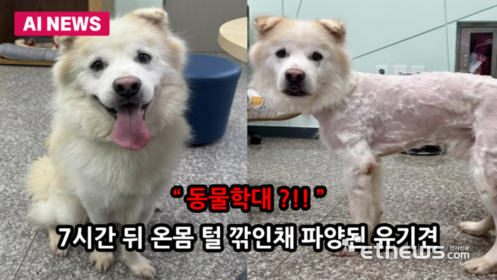 “동물학대네”...7시간 뒤 온몸 털 깎인채 파양된 유기견