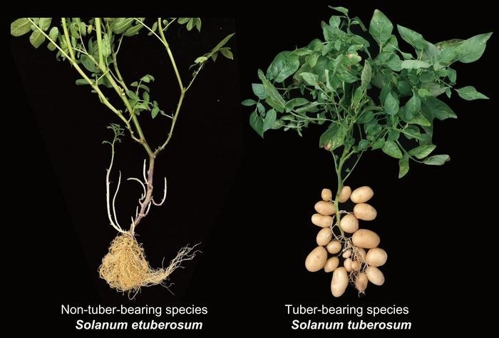 덩이줄기가 없는 감자 수사 종(Solanum etuberosum)과 덩이줄기가 있는 감자 식물(Solanum tuberosum)은 모두 감자와 토마토를 모두 포함하는 솔라눔 속(Genus Solanum)에 속함. / Yuxin Jia and Pei Wang