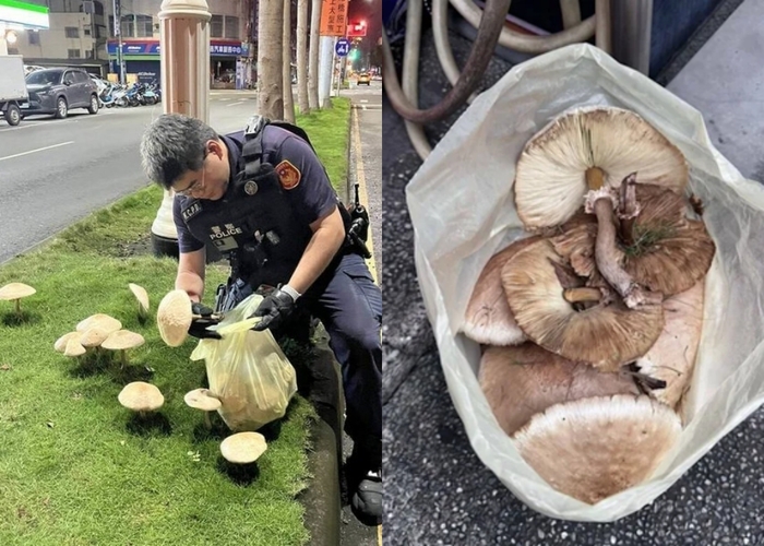 대만 가오슝 펑산지구 경찰이 야생 버섯을 수거하고 있다. 사진=대만 가오슝 펑산 경찰서