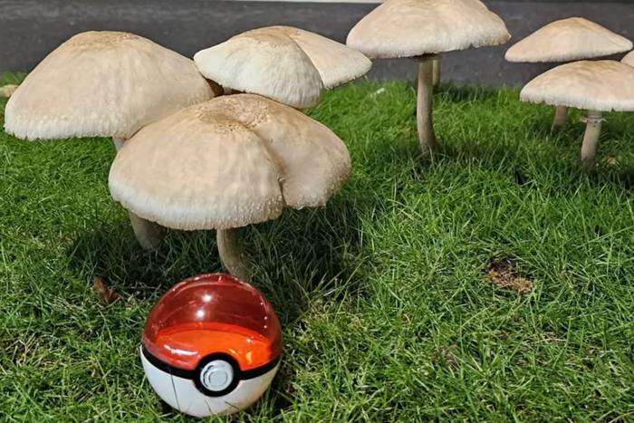 대만 가오슝 거리에 핀 야생 버섯을 활용한 인증샷. 사진=대만 중앙통신사(CNA)/엑스 캡처