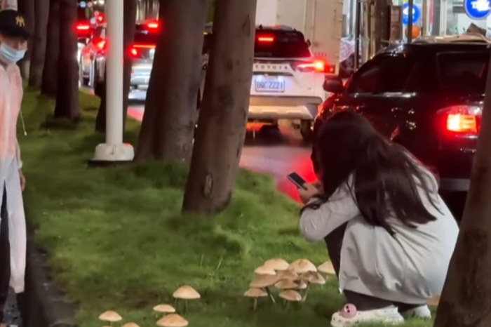 대만 가오슝 거리에 핀 야생 버섯을 찍고 있는 행인. 사진=대만 중앙통신사(CNA)/엑스 캡처