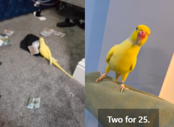 “코카인이 2개에 25달러!”... '앵무새' 폭로에 英 마약 조직 '덜미'