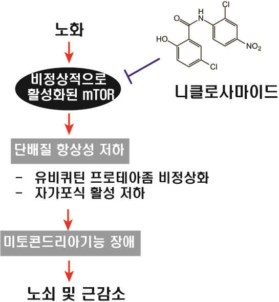 mTOR 과활성 및 단백질 항상성 회복을 통한 니클로사마이드의 노쇠 및 근감소증 개선 효과