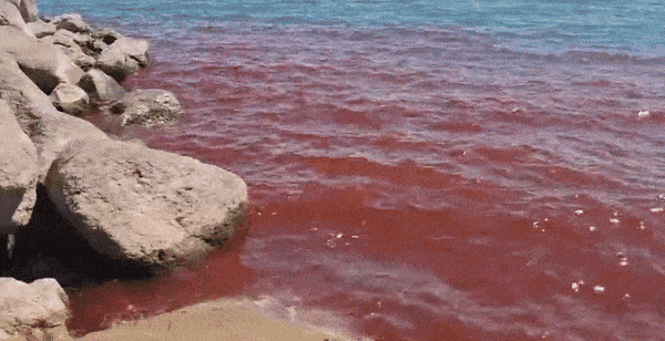 이달 초 이스라엘 갈릴리호(갈릴리해) 물이 조류로 인해 붉게 물들었다. 사진=이스라엘 환경부