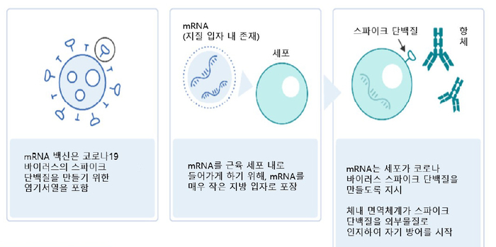 국산 mRNA 백신 개발 사업, 올 연말 임상 1상 R&D 착수