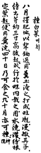 '산림경제' 수록 자료 중 머휘(머위) 기록.