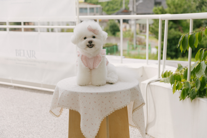 [마이펫페어] 블리앤모어, '여름·가을 반려견 의류·하네스·블랭킷·이동매트' 소개